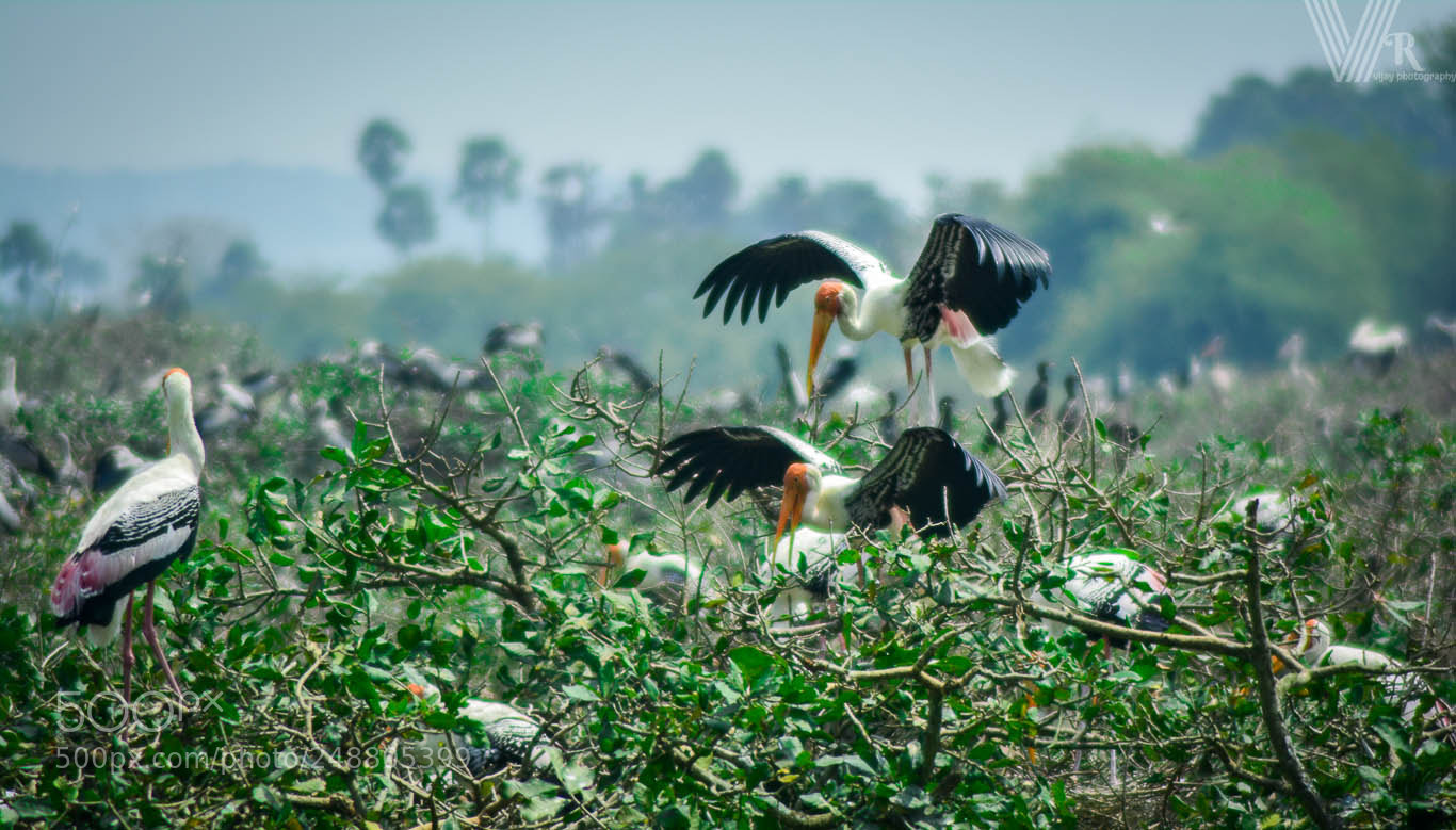 Nikon D5200 sample photo. Heron photography
