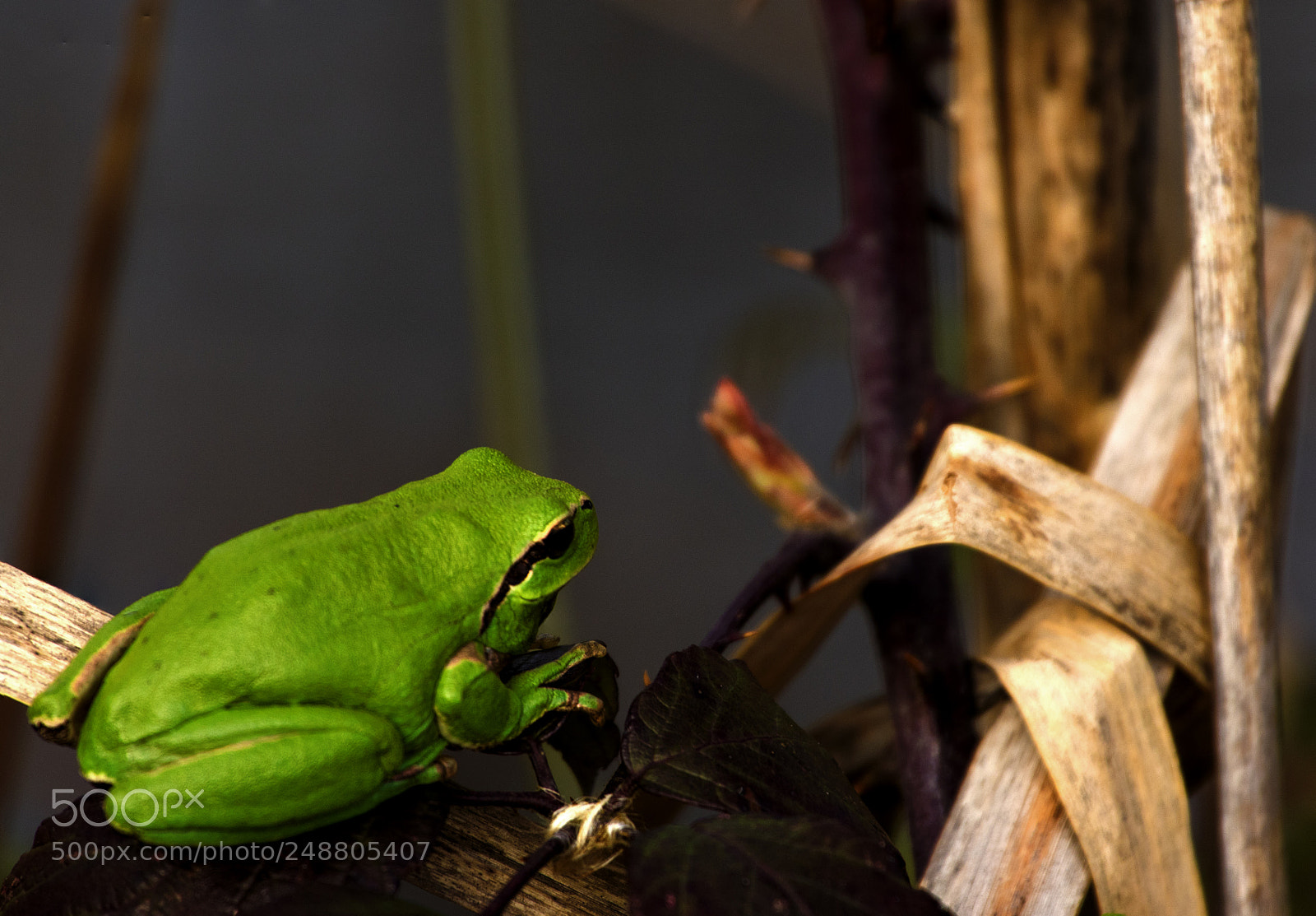 Canon EOS 7D Mark II sample photo. Treefrog in reeds photography