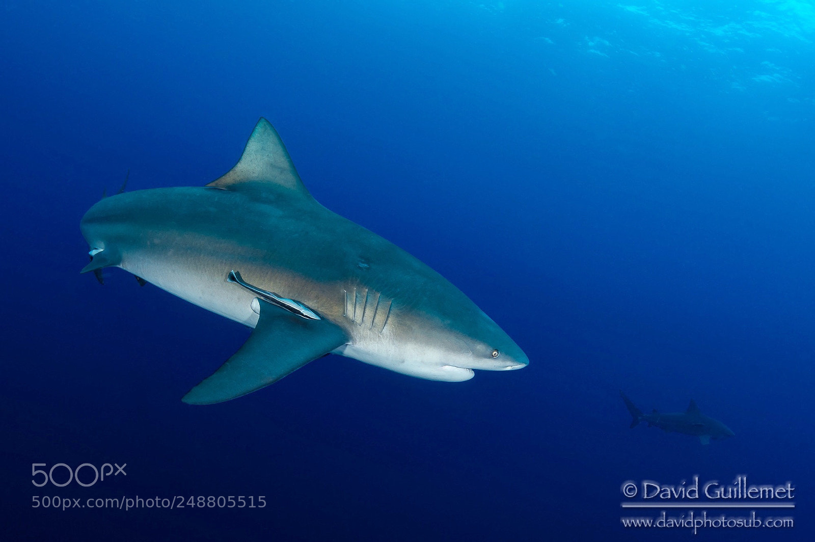 Nikon D7100 sample photo. Bull shark photography