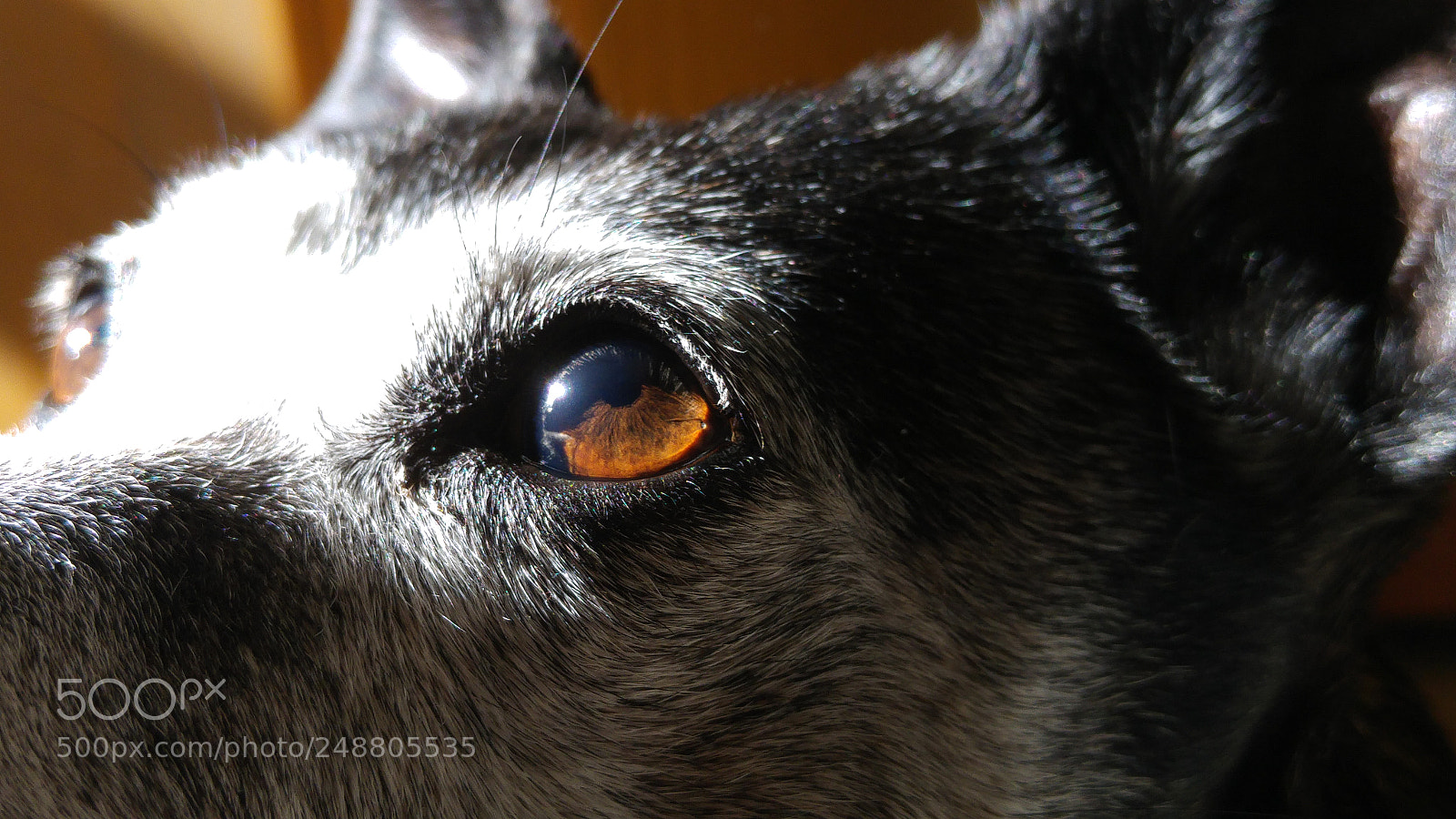 LG G4 sample photo. Minty's brown eyes photography