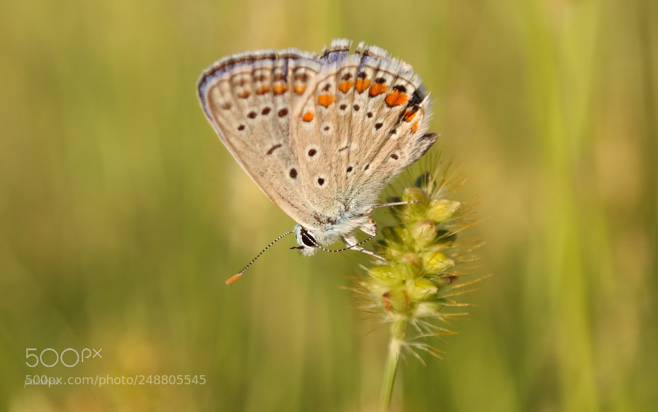 Samsung NX300 sample photo. ... photography