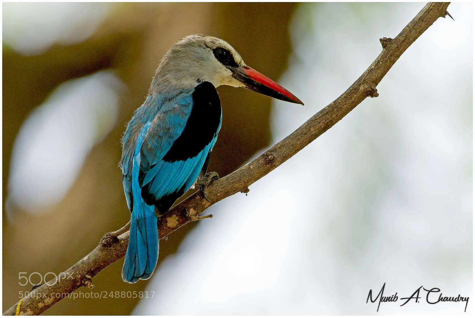 Canon EOS-1D Mark IV sample photo. The colourful kingfisher! photography