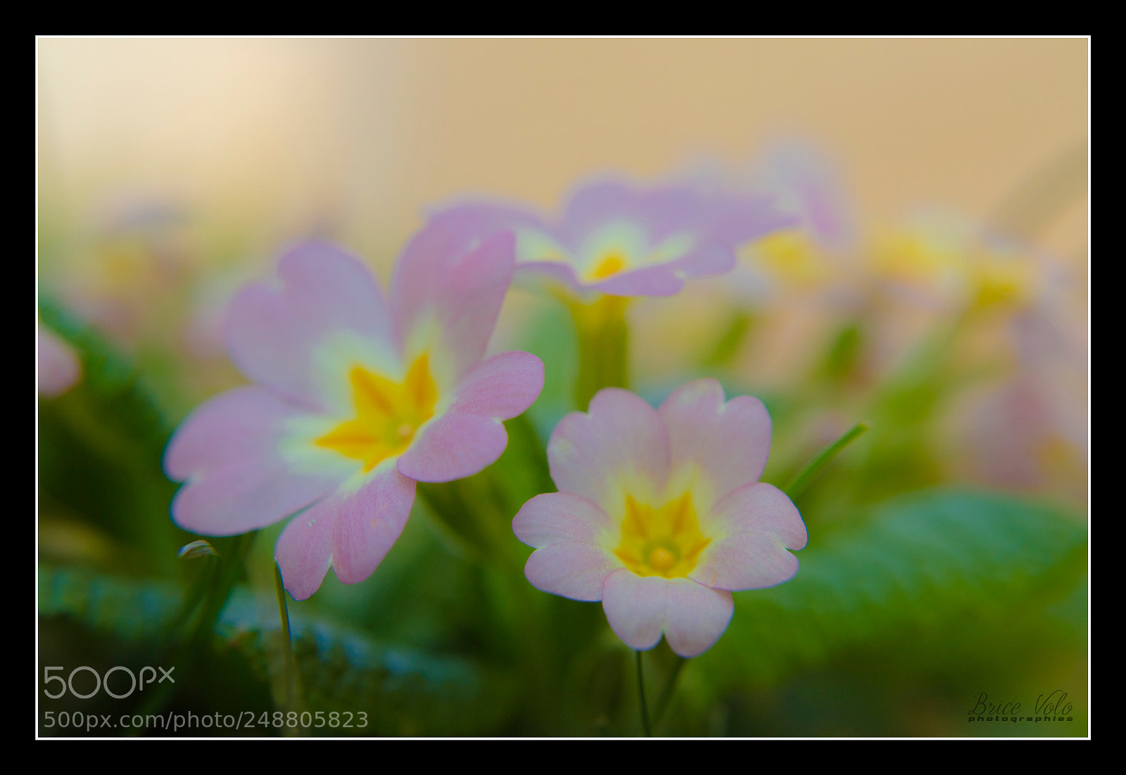 Canon EOS 5DS sample photo. Flower power photography