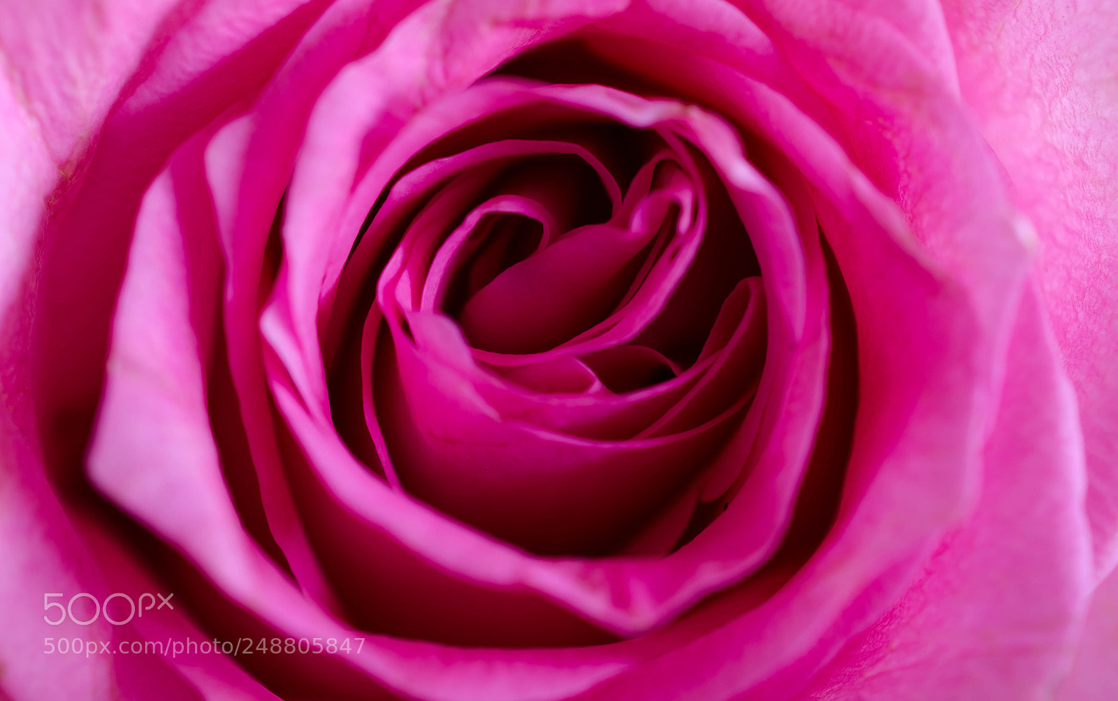 Nikon D5100 sample photo. Rosenblüte photography
