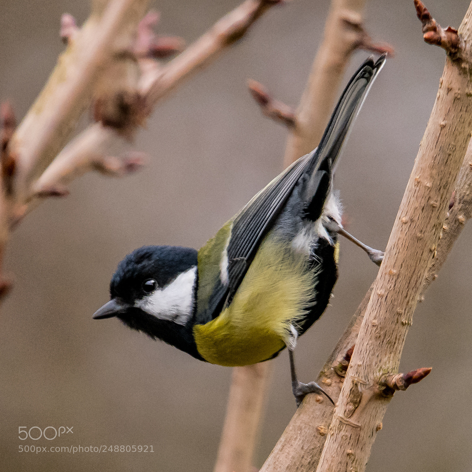 Nikon D850 sample photo. Great tit stick photography