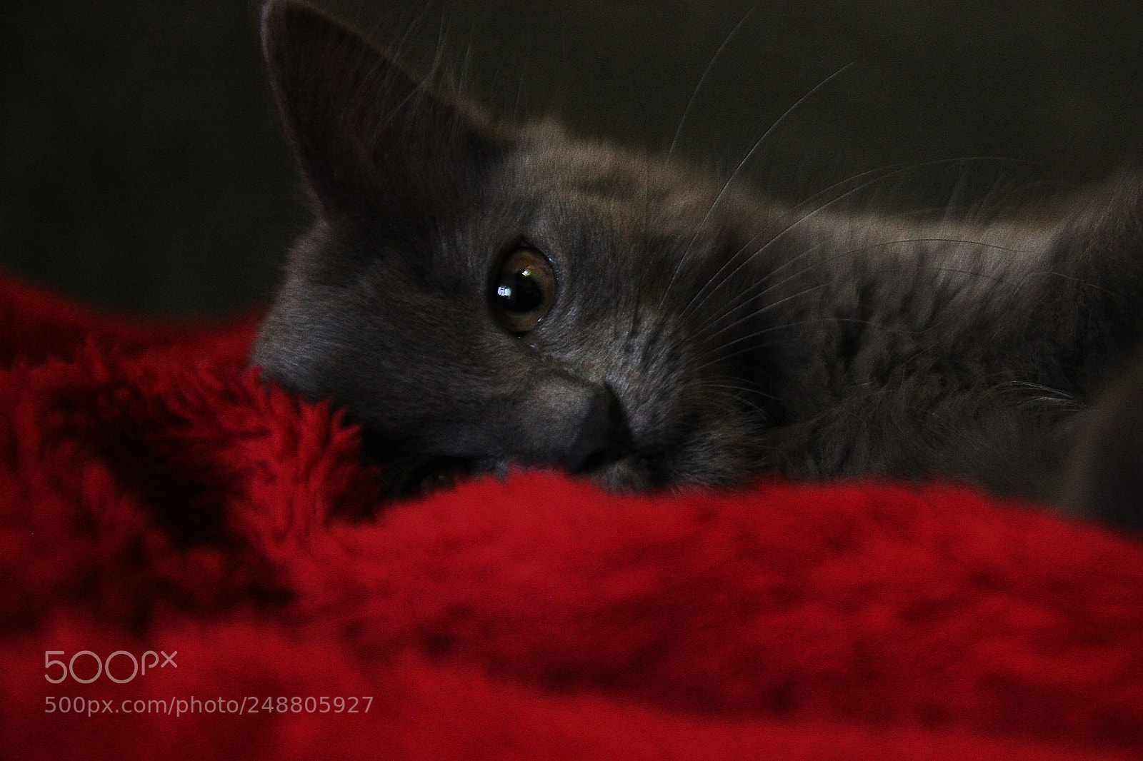 Canon EOS 600D (Rebel EOS T3i / EOS Kiss X5) sample photo. Lovely kitty photography