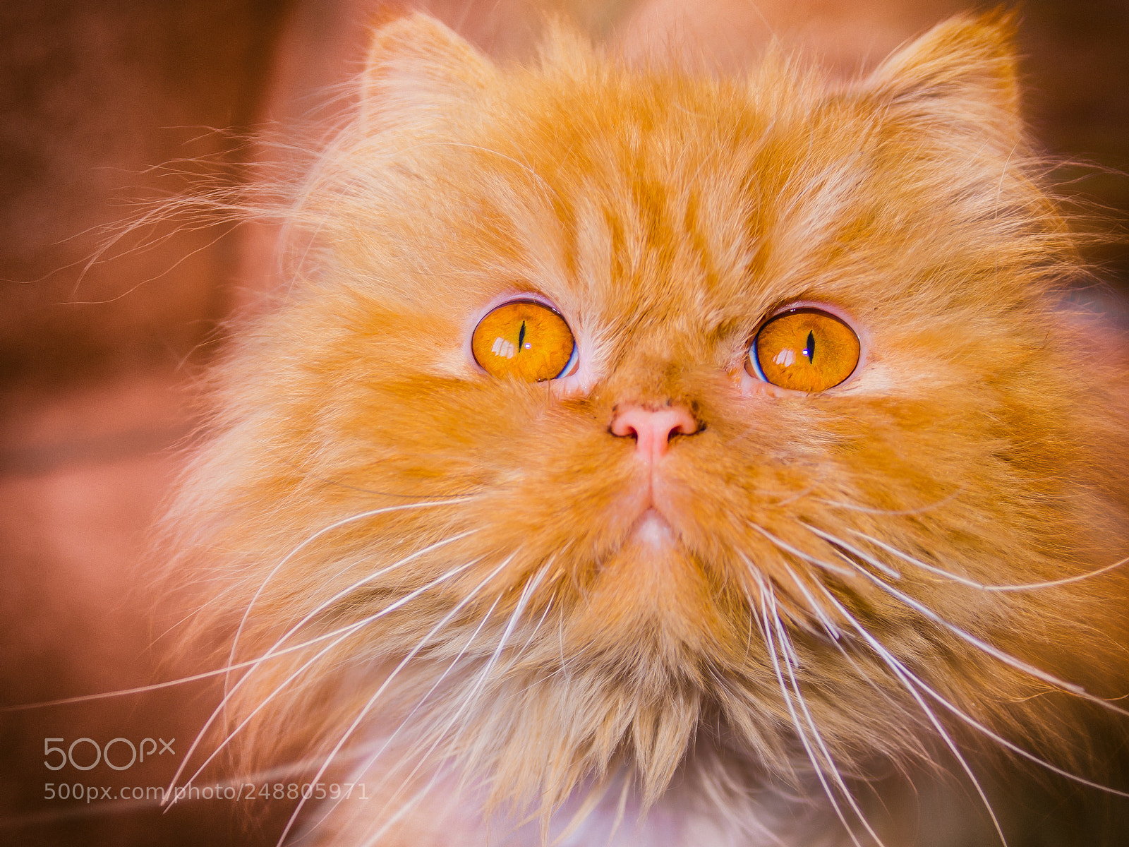 Nikon D7000 sample photo. Portrait of a lost photography
