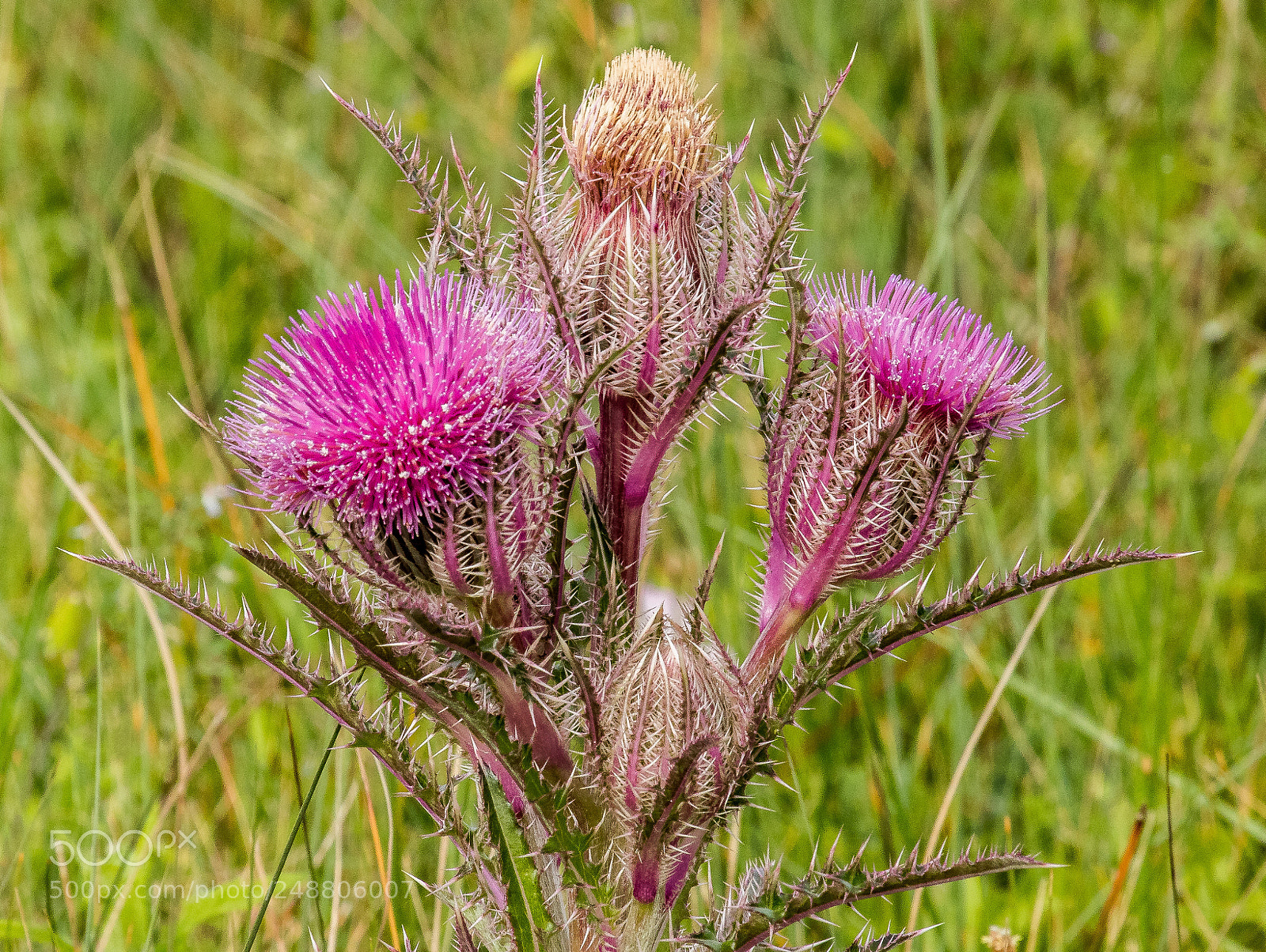 Canon EOS 7D Mark II sample photo. Thistle - - goose photography