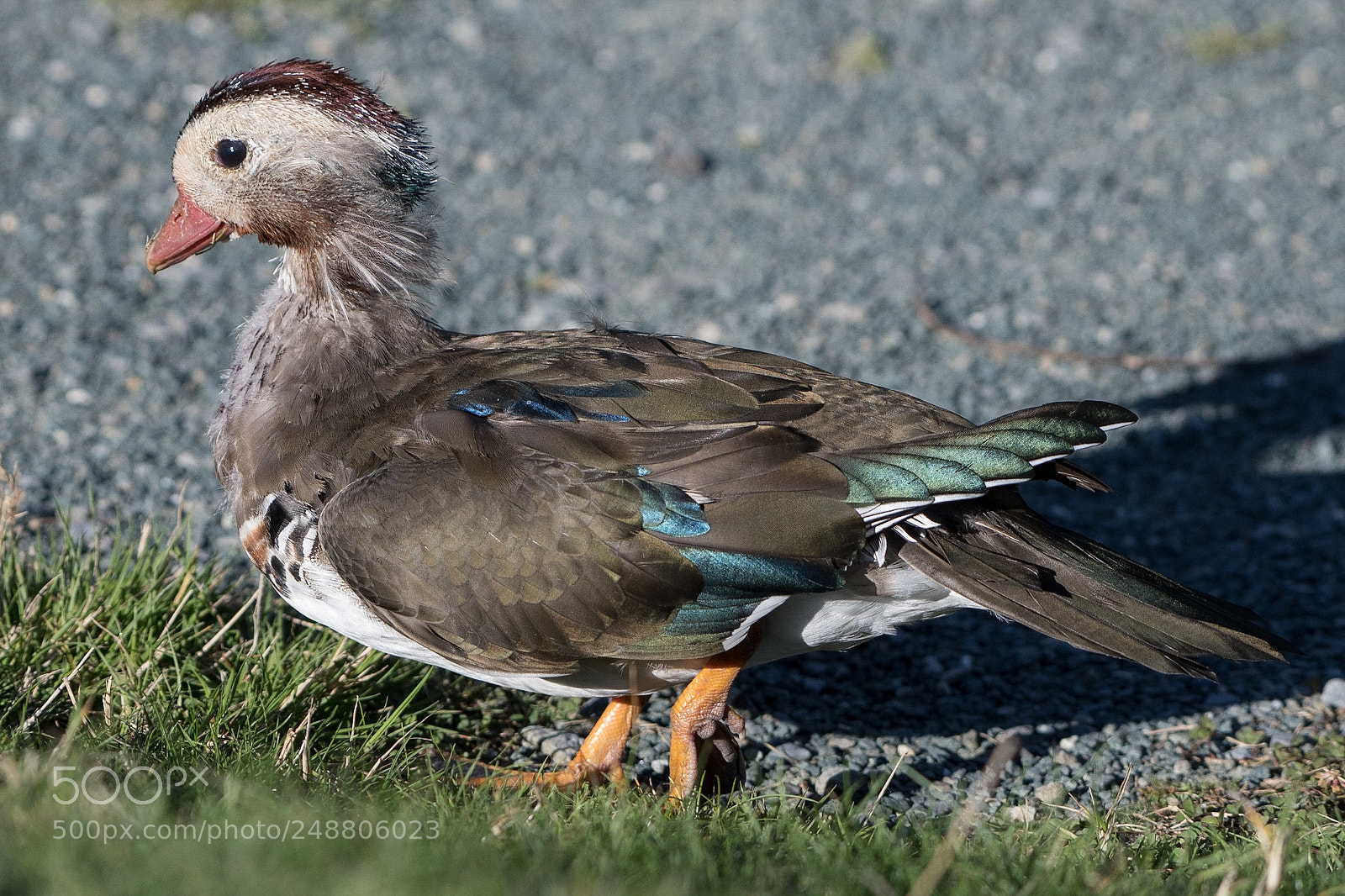 Nikon D500 sample photo. Mandarin duck ("alphonso") photography