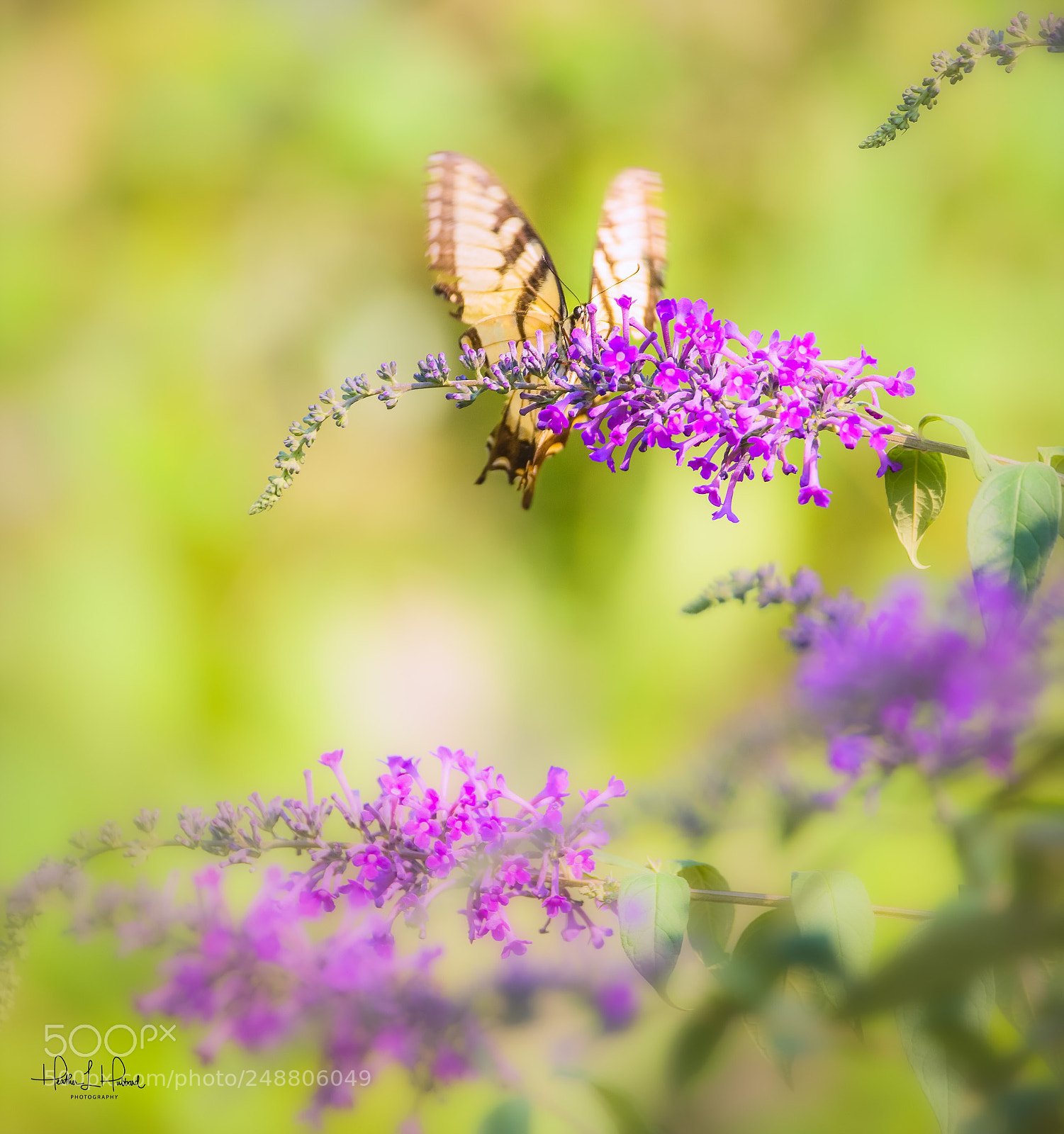 Nikon D810 sample photo. The yellow swallowtail photography