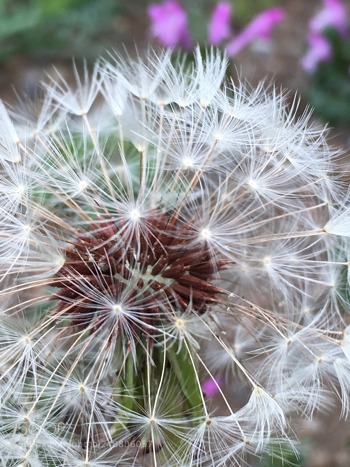 Apple iPhone 6s sample photo. Dandelion 蒲公英 photography