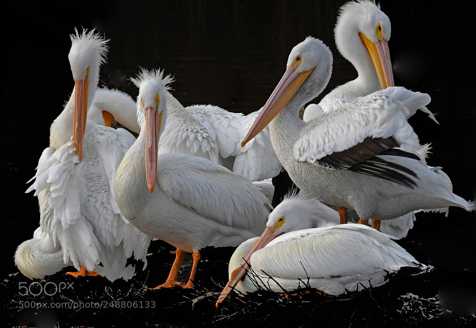 Nikon D500 sample photo. Pelicans photography
