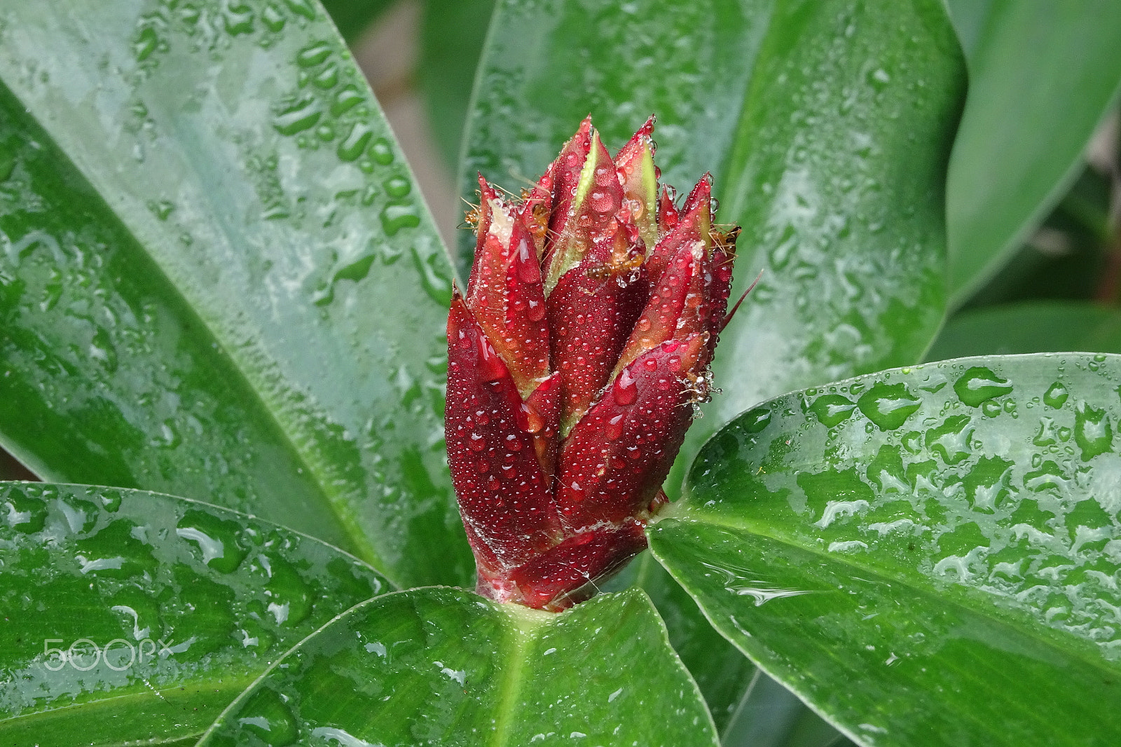Sony Cyber-shot DSC-WX500 sample photo. Sweating photography