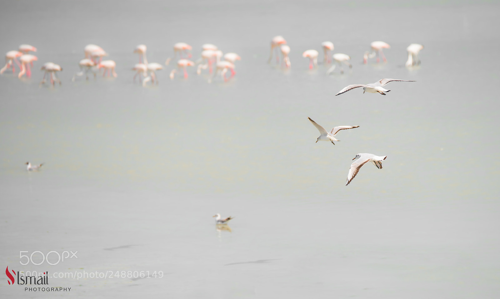Nikon D800 sample photo. Journey of seagulls photography