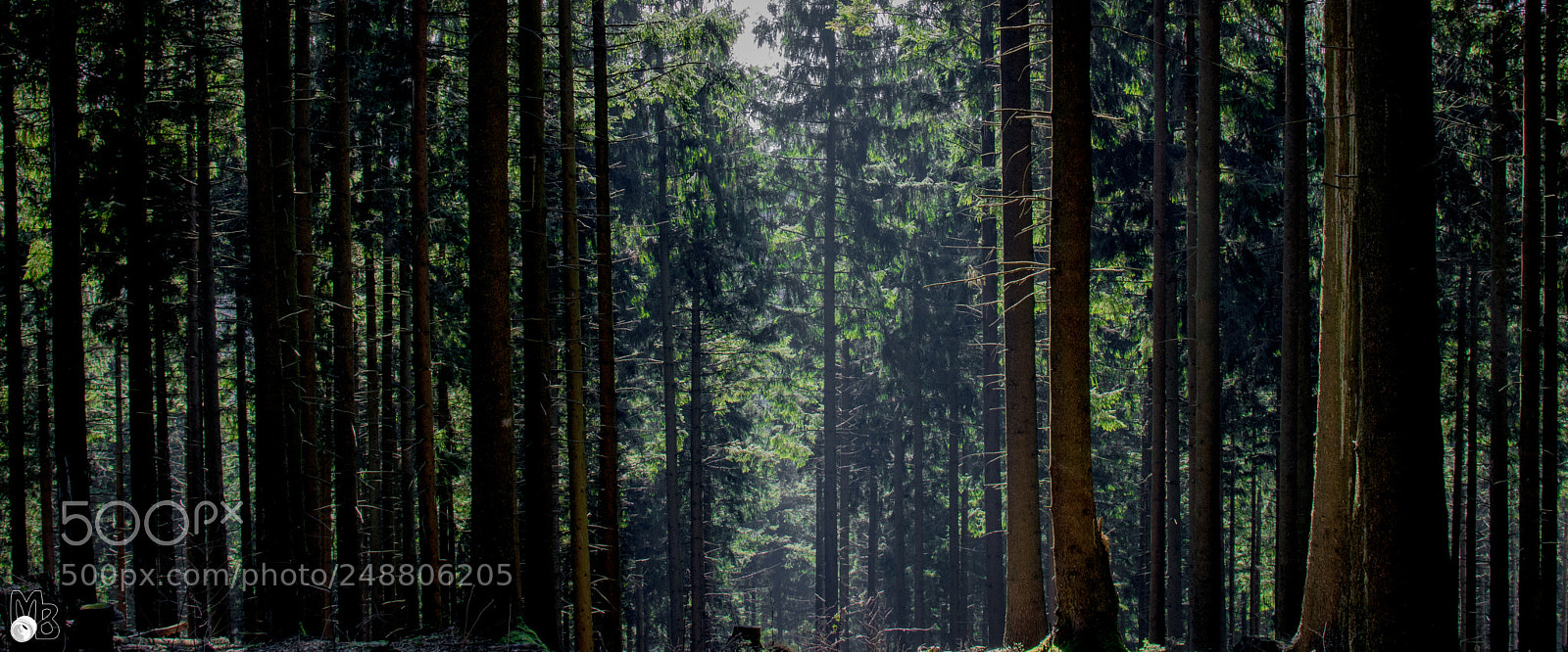 Nikon D7100 sample photo. Into the trees photography