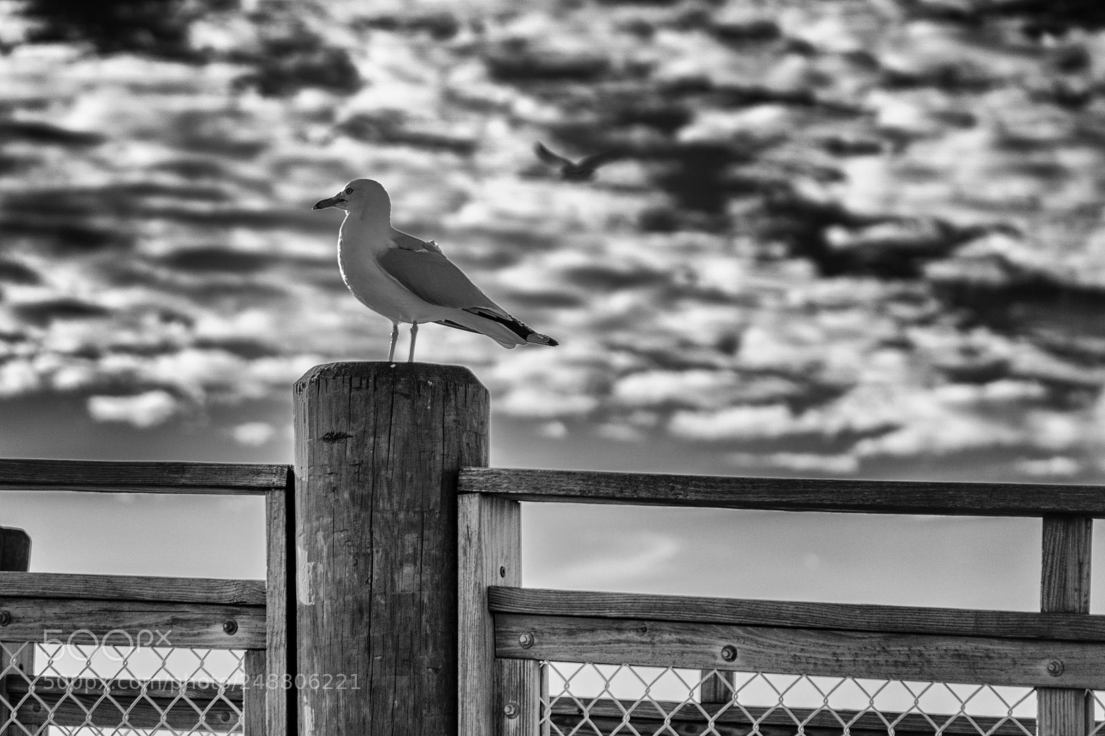 Sony a6000 sample photo. Seagull photography