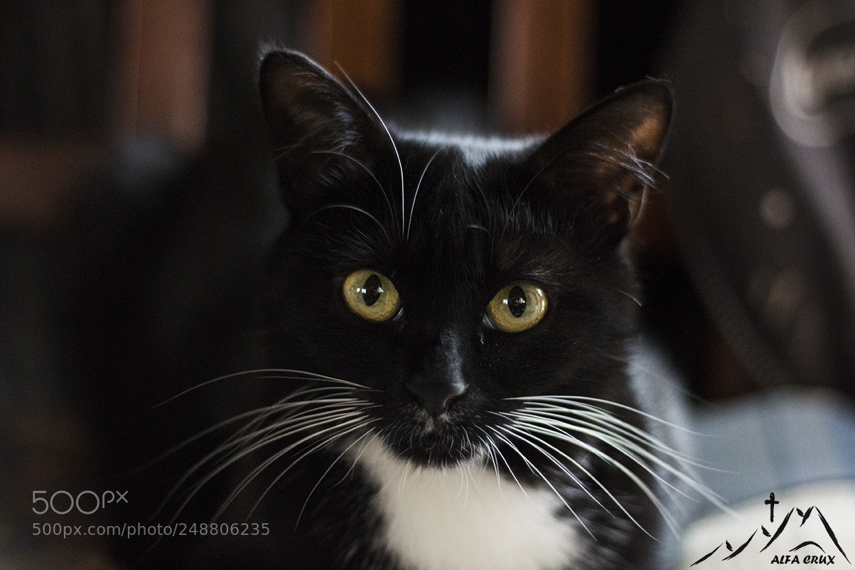 Canon EOS 700D (EOS Rebel T5i / EOS Kiss X7i) sample photo. Minnie photography