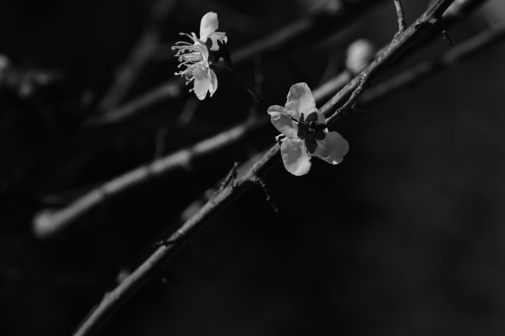 Nikon D7500 sample photo