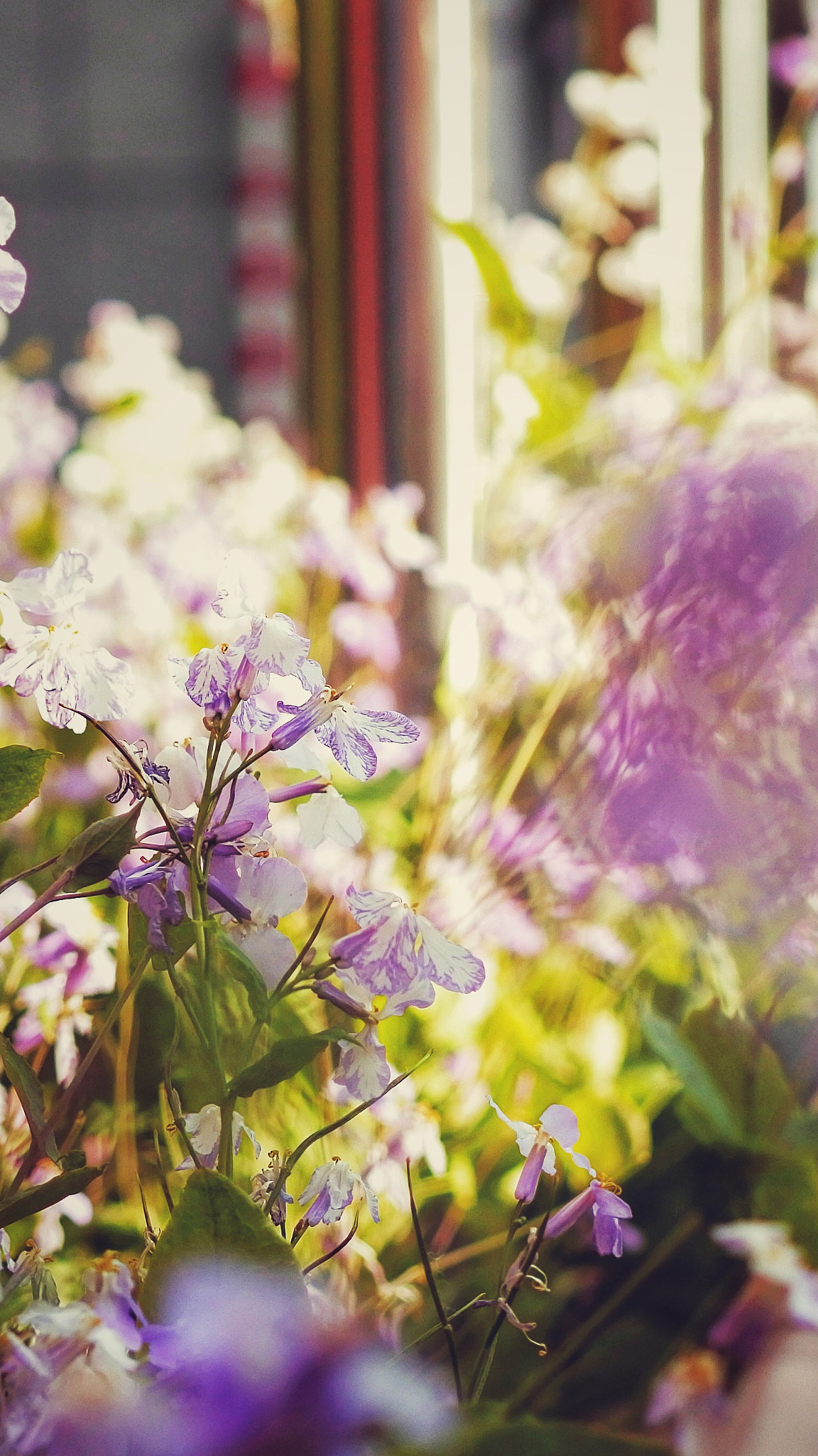 YI TECHNOLOGY M1 sample photo. Spring photography