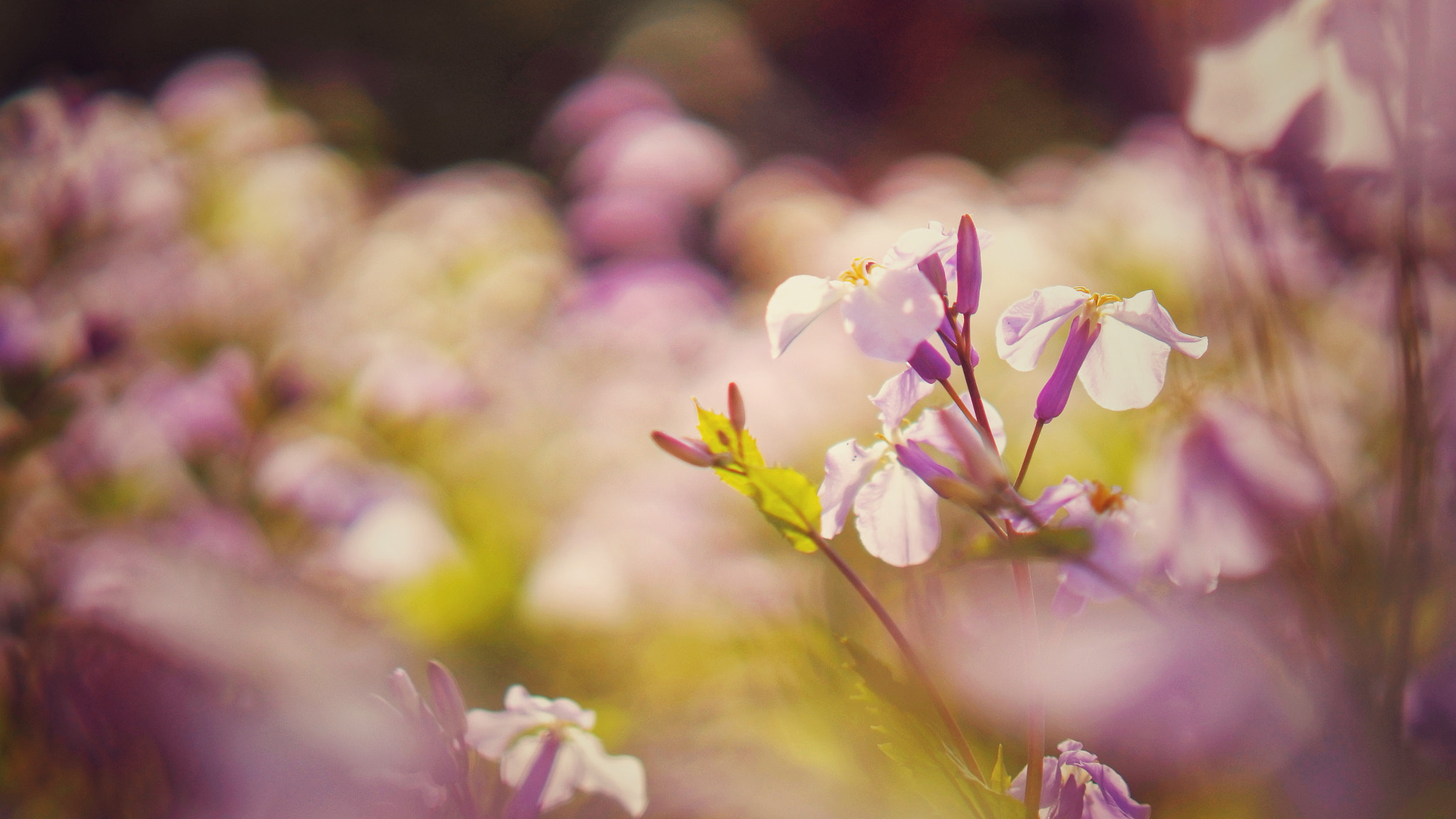 YI TECHNOLOGY M1 sample photo. Spring photography