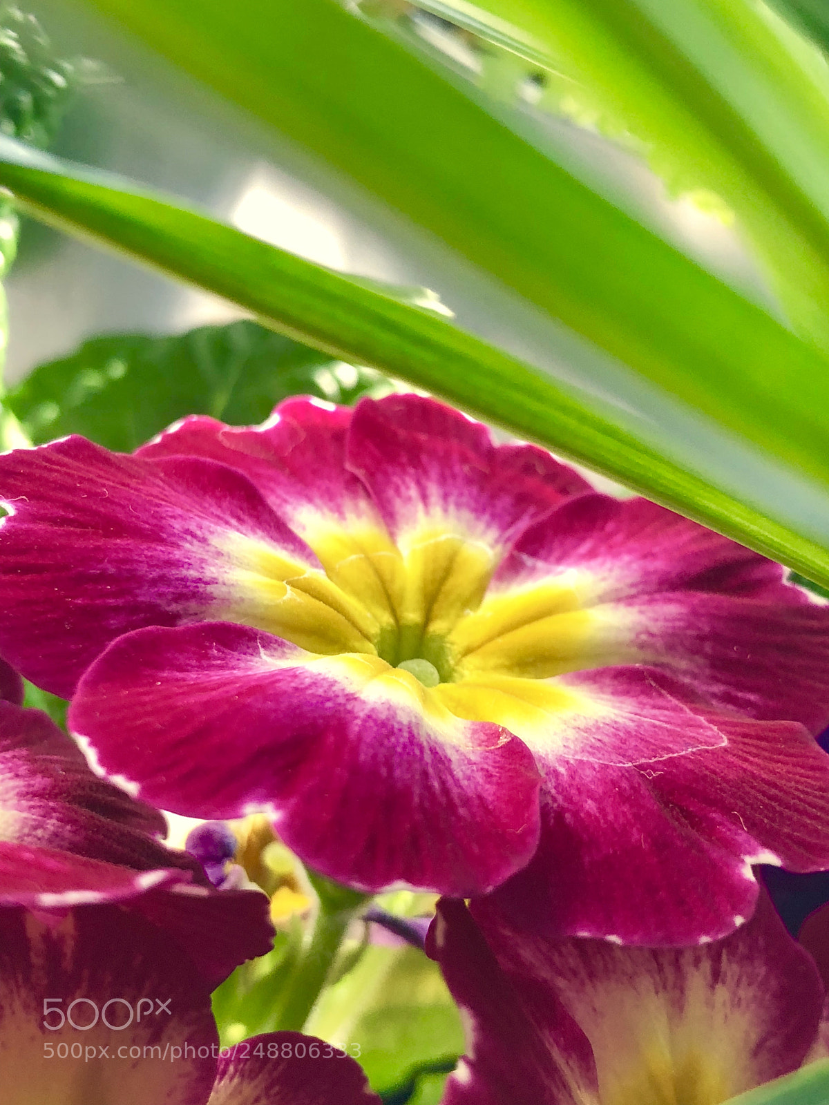 Apple iPhone X sample photo. Flower photography