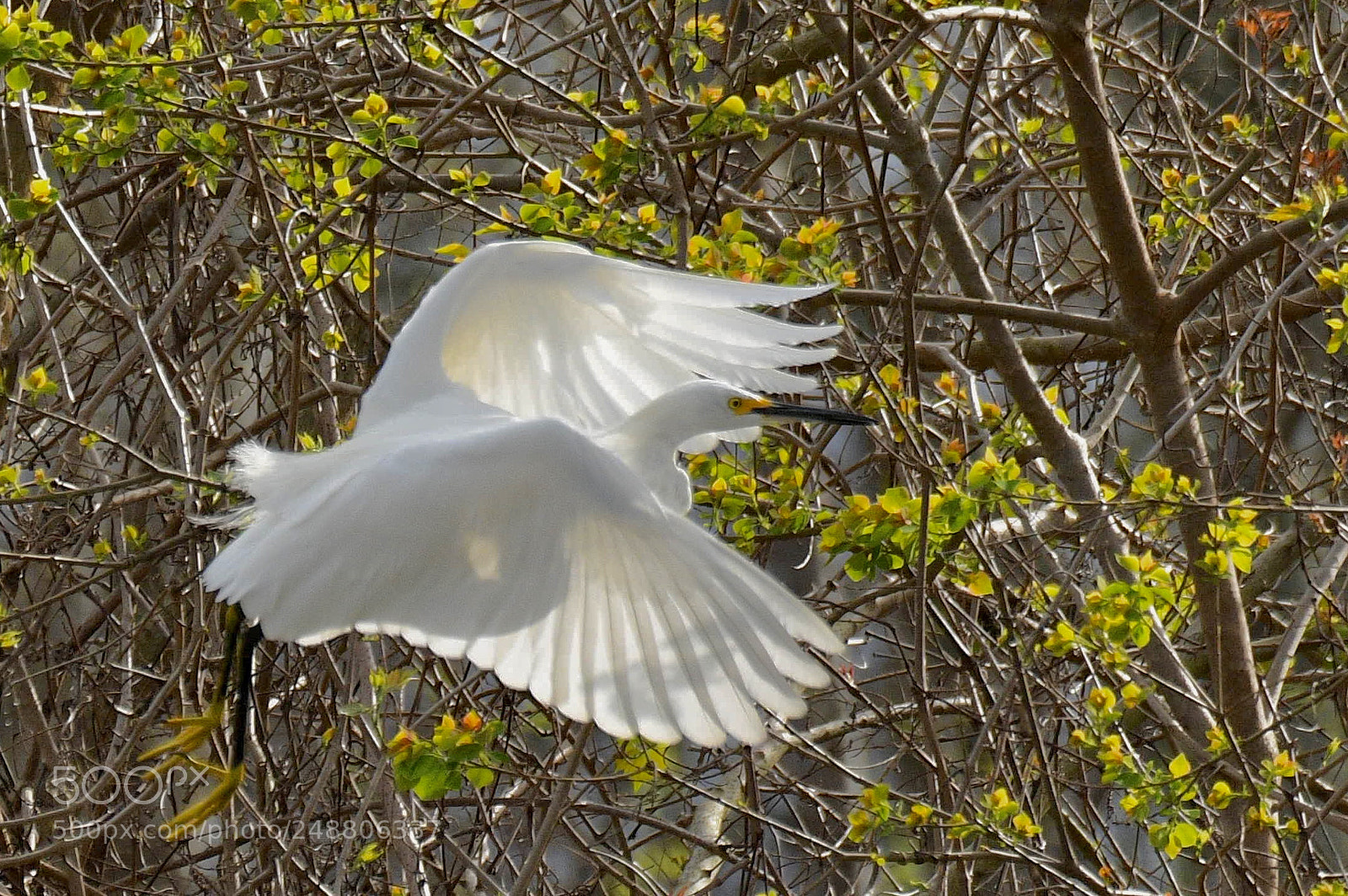 Nikon D500 sample photo. Snowy egret photography