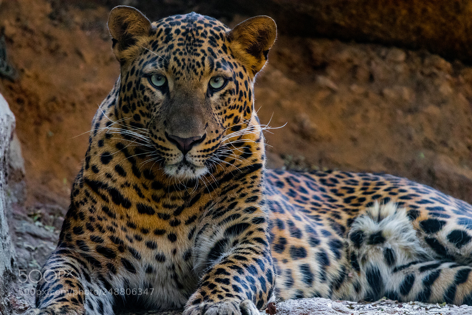 Canon EOS 80D sample photo. Leopard photography