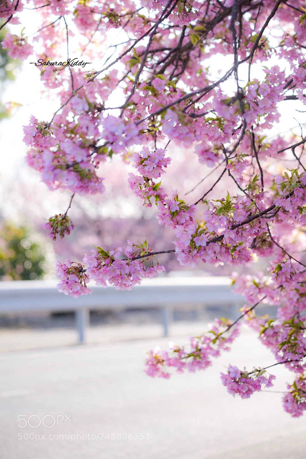 Nikon D850 sample photo. Untitled photography