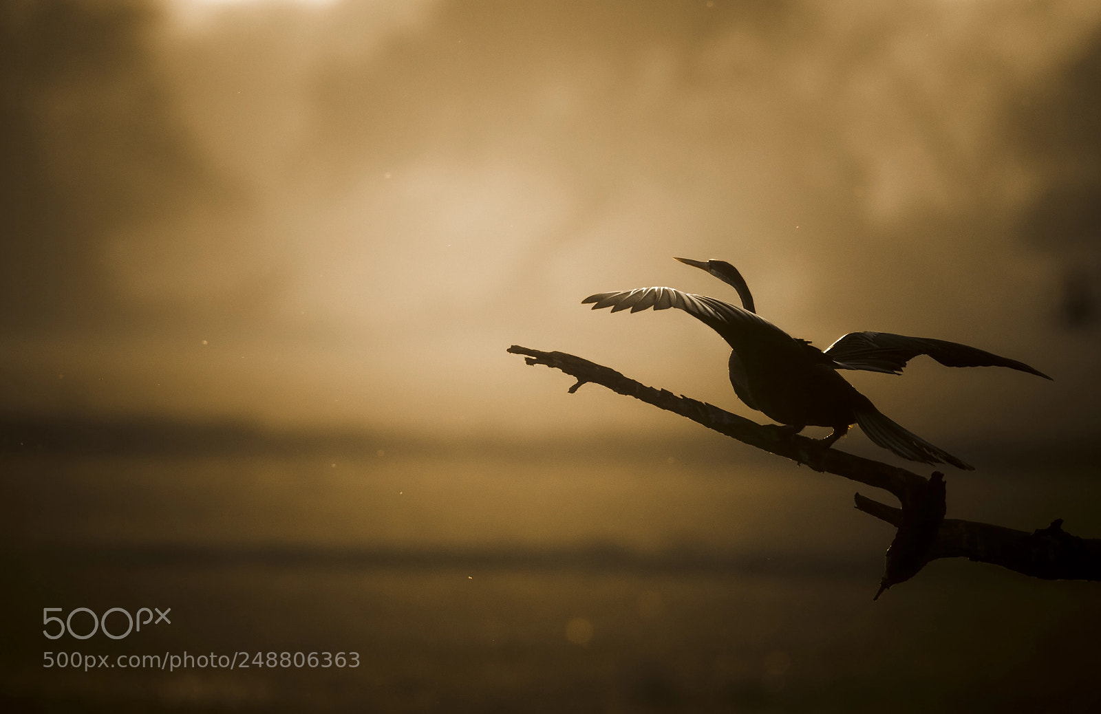 Nikon D500 sample photo. Darter / snakebird photography