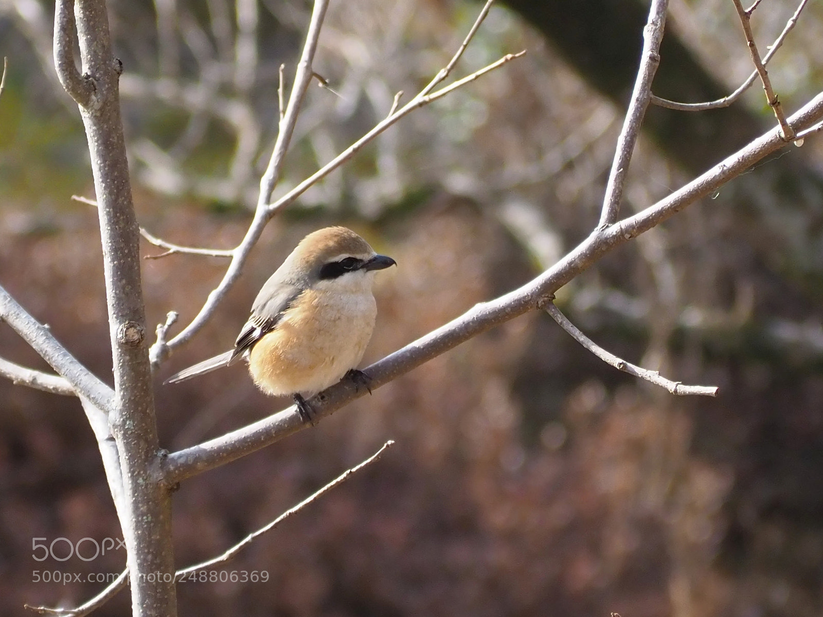 Olympus OM-D E-M1 Mark II sample photo. モズ | lanius bucephalus photography