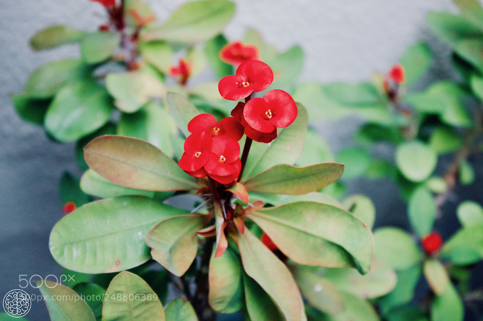 Canon EOS 1300D (EOS Rebel T6 / EOS Kiss X80) sample photo. Flowers portrait photography