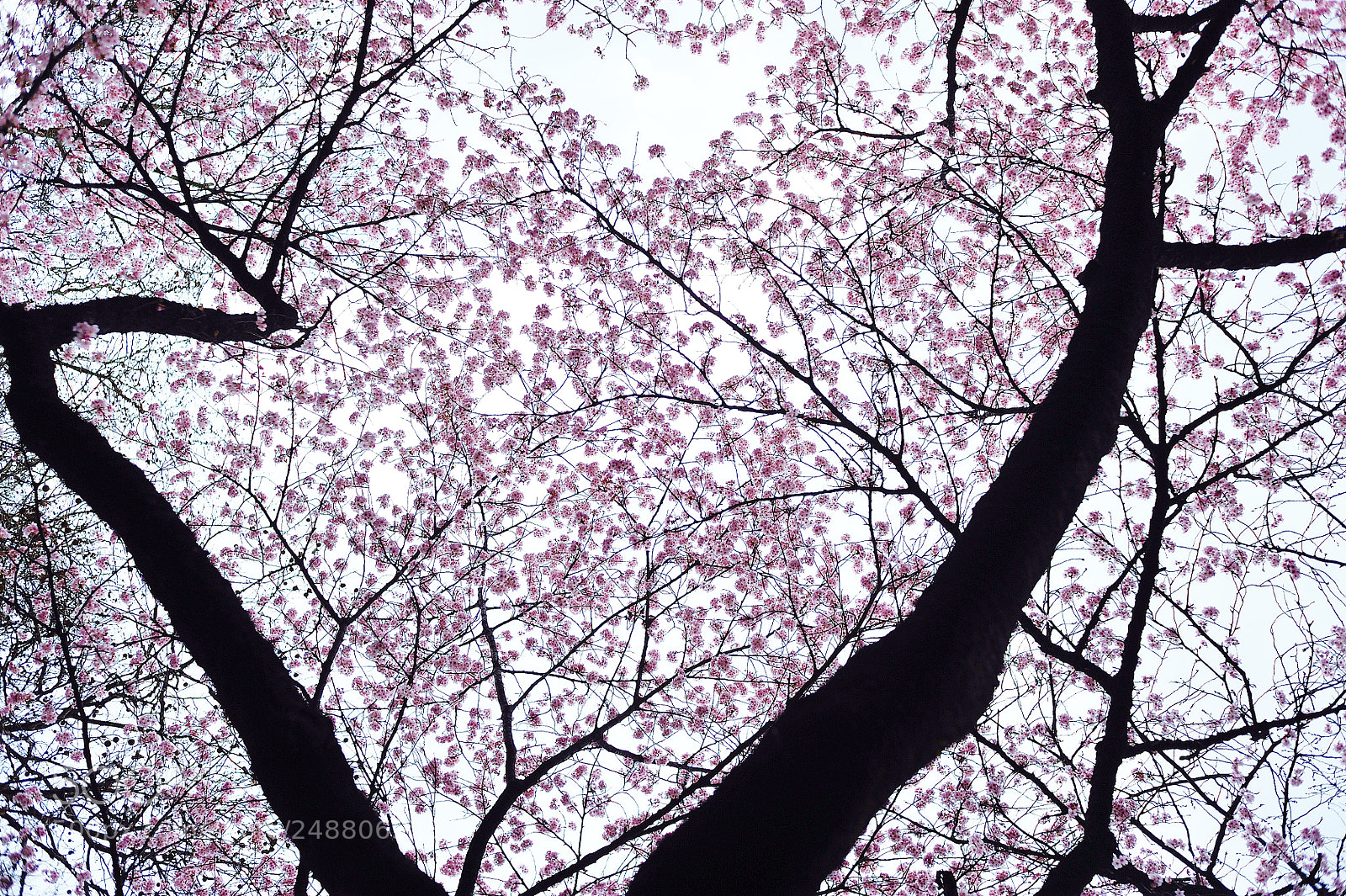 Nikon D700 sample photo. Spring for tokyoites photography
