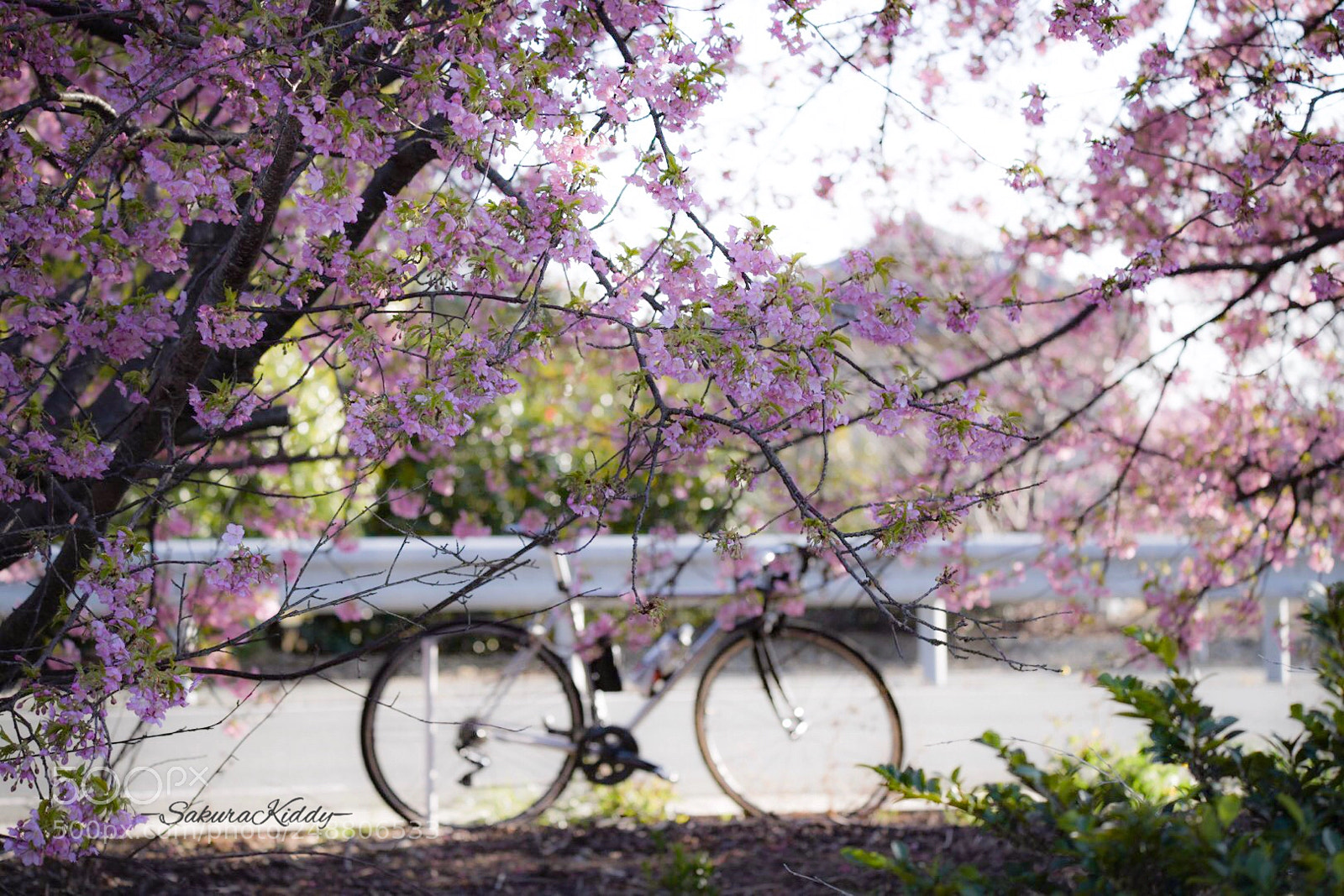 Nikon D850 sample photo. Untitled photography