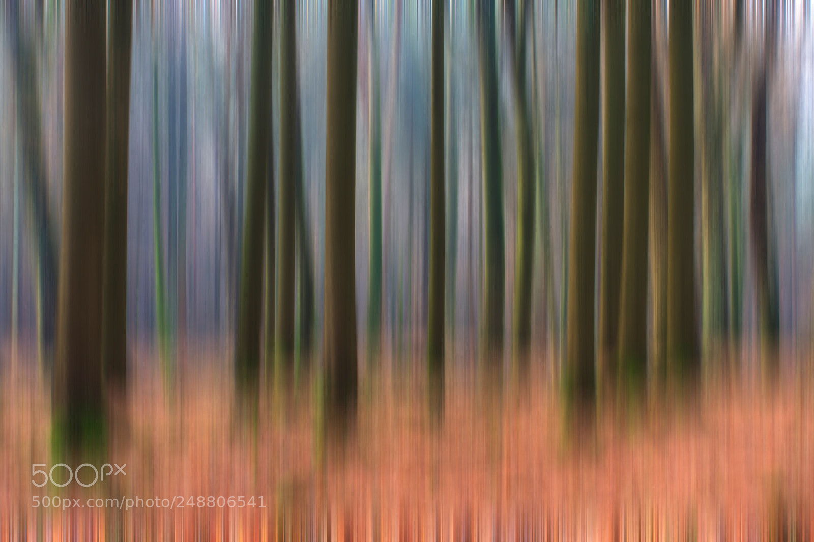 Canon EOS 7D sample photo. Forest photography