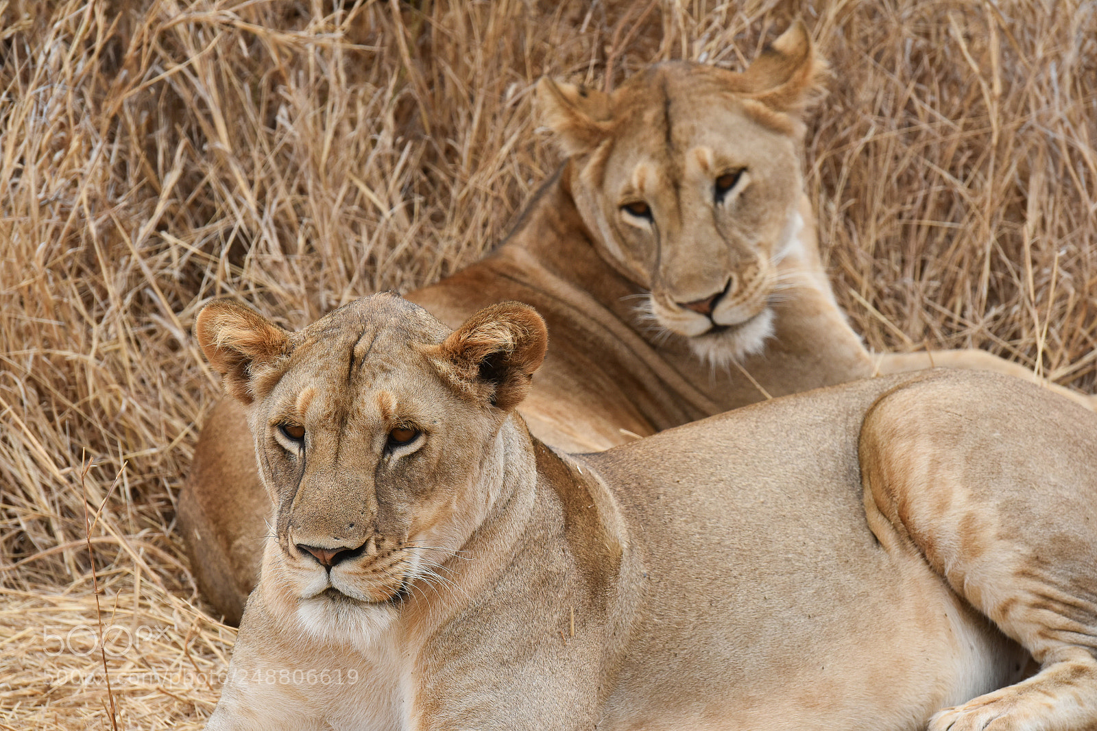 Nikon D810 sample photo. Tarangire ntlpark photography