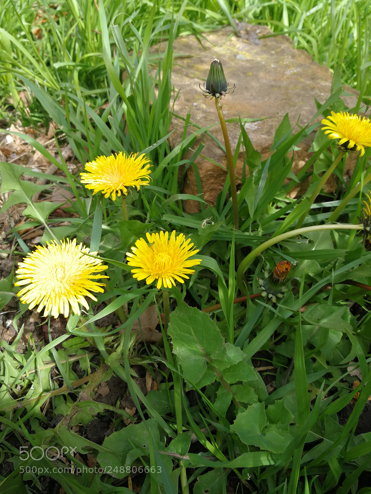 HUAWEI Mate 9 sample photo. First step towards the photography