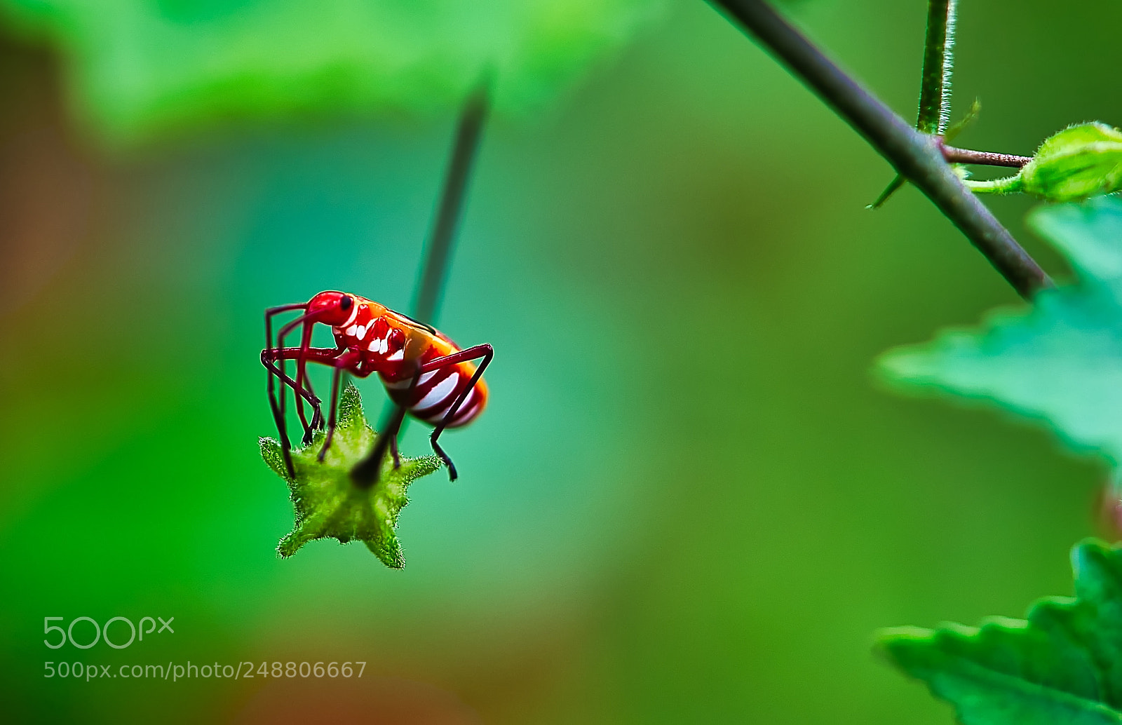 Sony a7R II sample photo. Bug photography