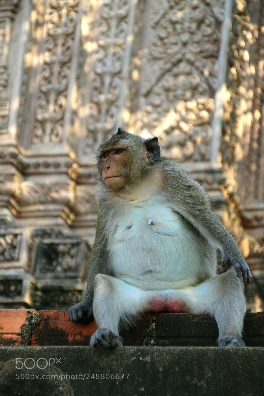 Canon EOS 100D (EOS Rebel SL1 / EOS Kiss X7) sample photo. Monkey in a temple photography