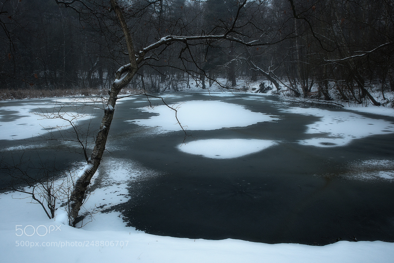 Nikon D810 sample photo. Snow web photography
