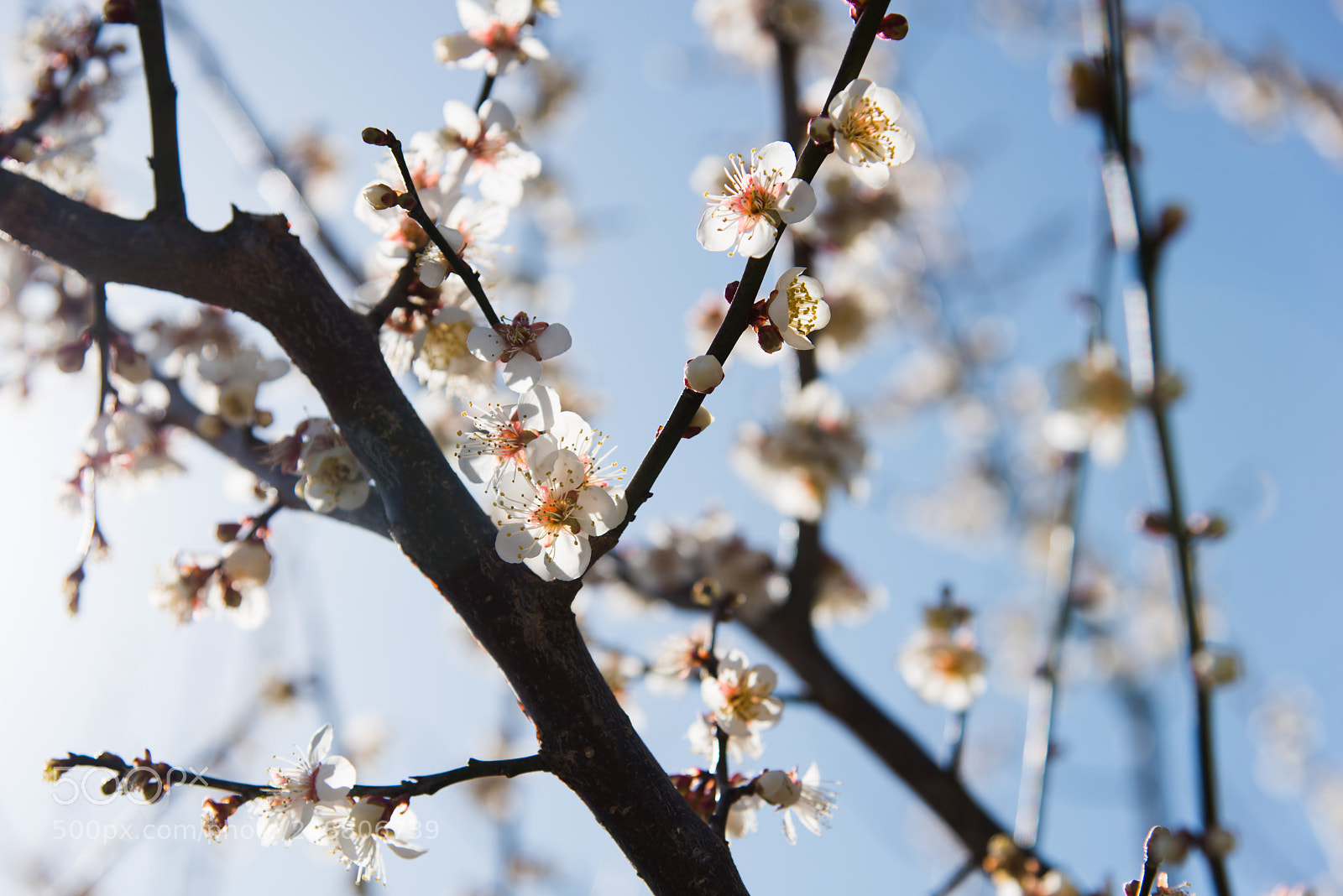 Nikon D810 sample photo. Beginning of spring photography
