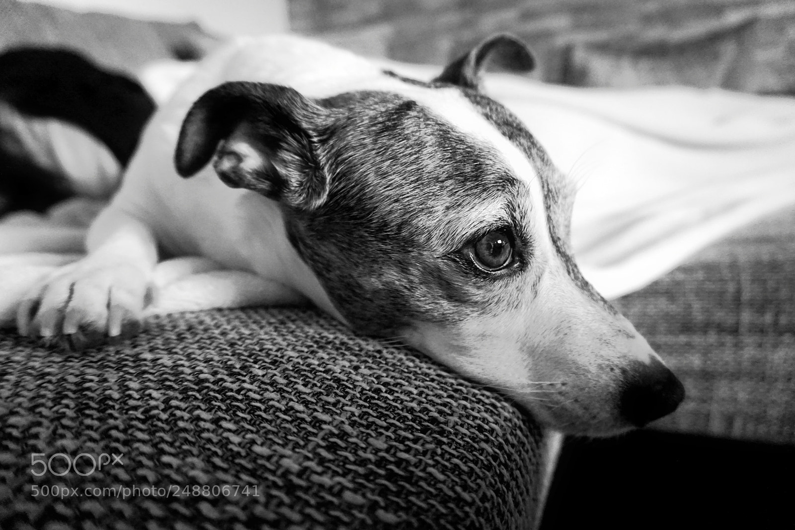 Sony a6000 sample photo. Sancho photography