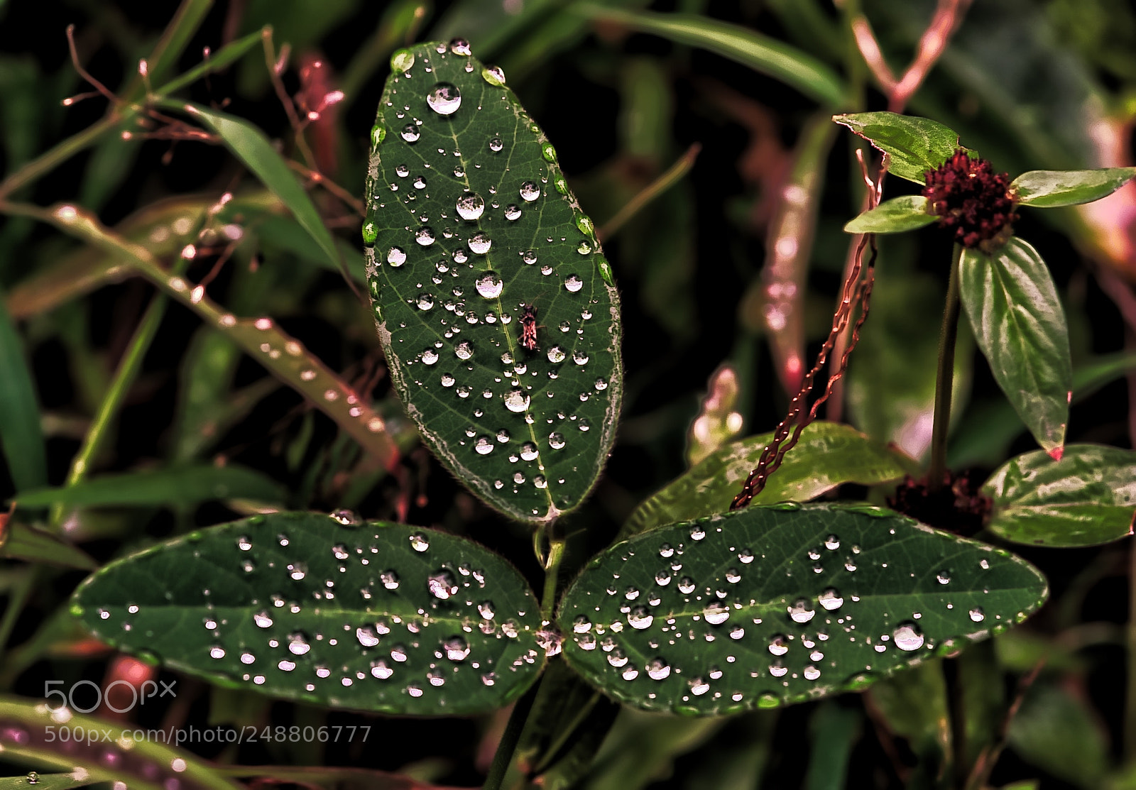 Sony a7R II sample photo. Dew drops photography