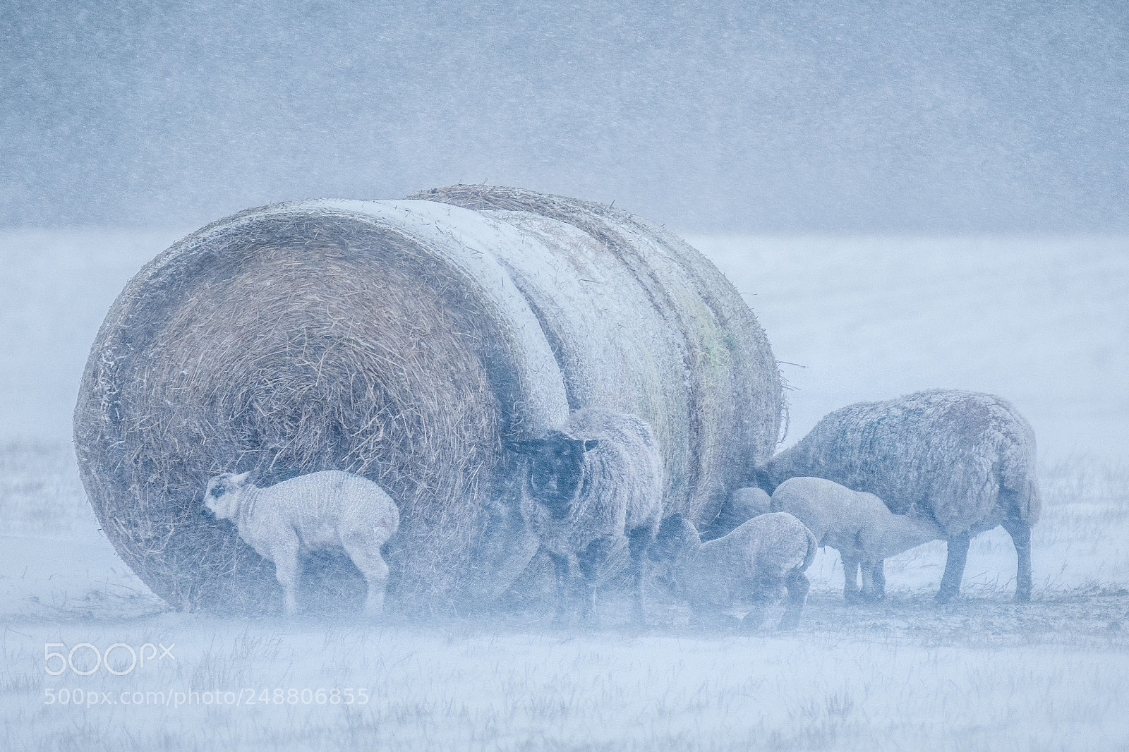 Fujifilm X-T2 sample photo. Where sheep may safely photography