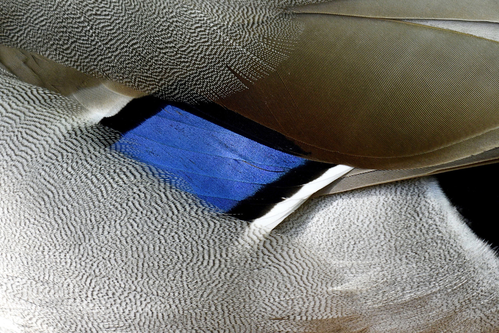 Nikon D500 sample photo. Mallard (closeup) photography