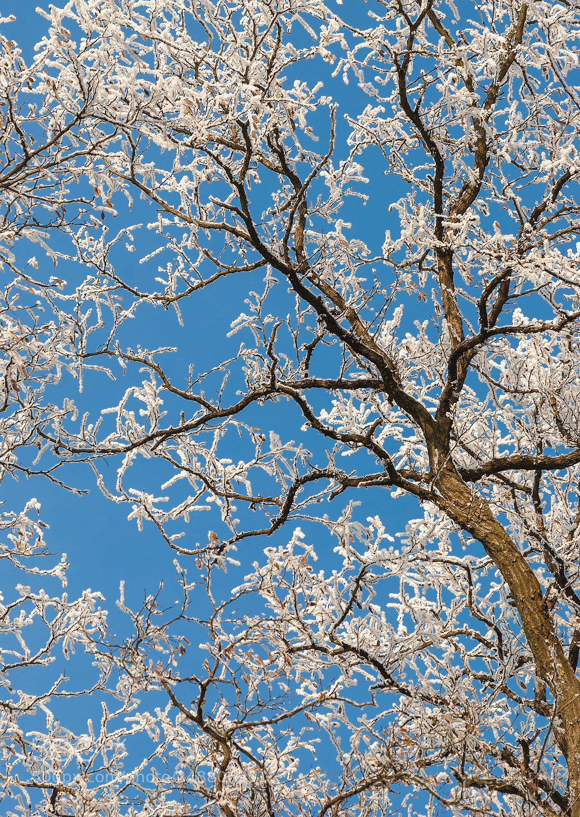 Nikon D80 sample photo. Winter sky photography