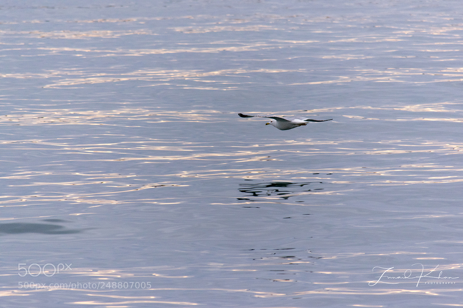 Nikon D3400 sample photo. Gull photography