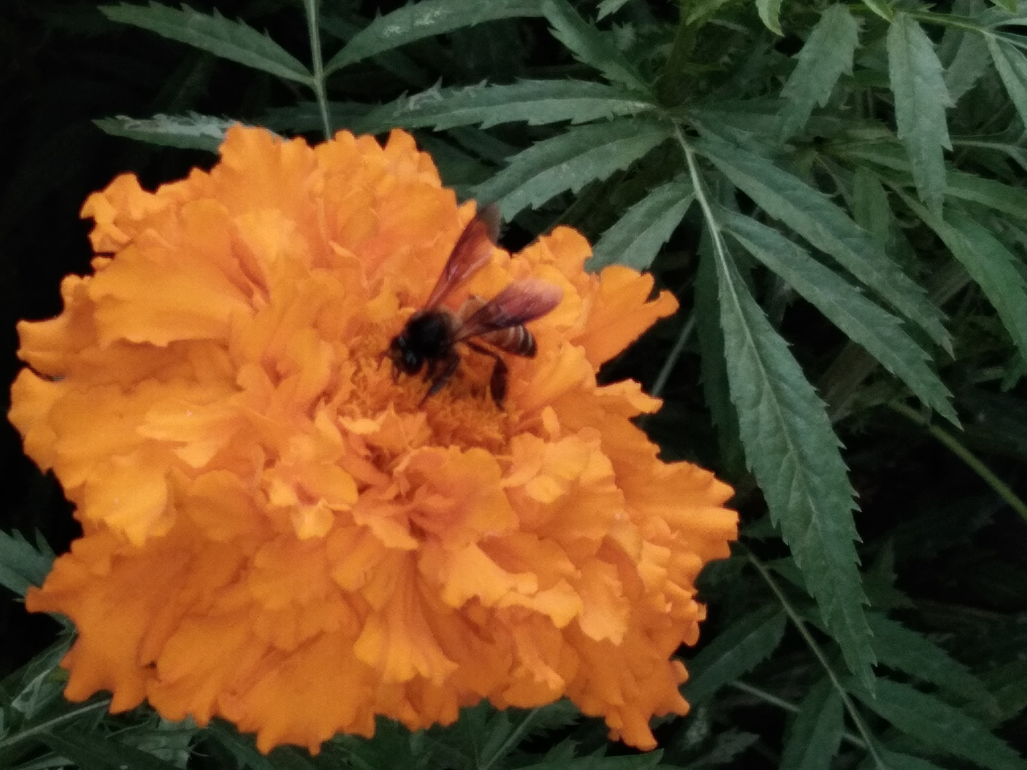 vivo Y55s sample photo. Honeybee 🐝 photography