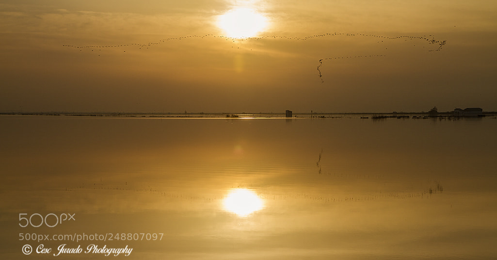 Canon EOS 7D sample photo. Bandada de aves photography