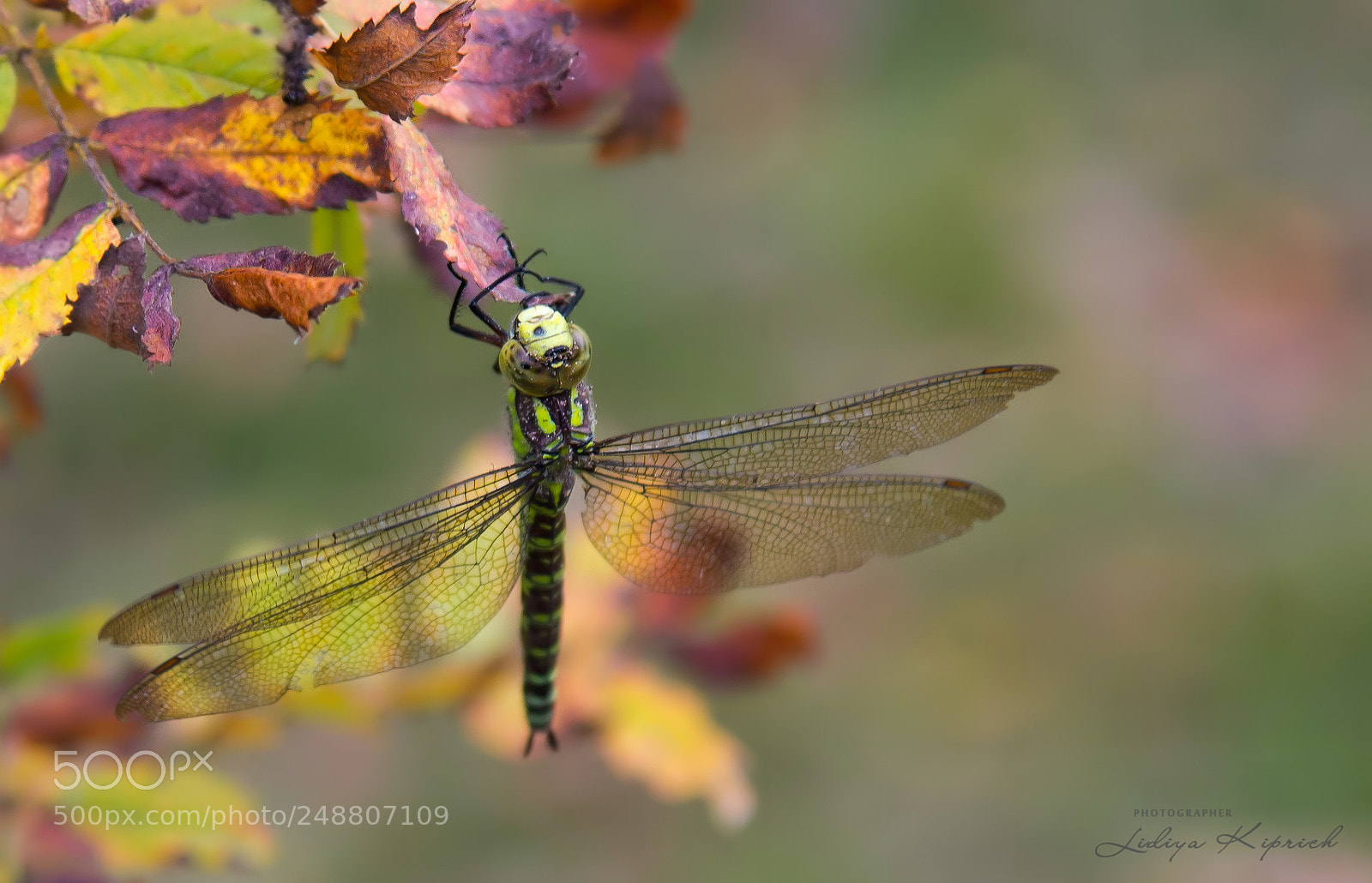 Nikon D610 sample photo. осенний сон photography
