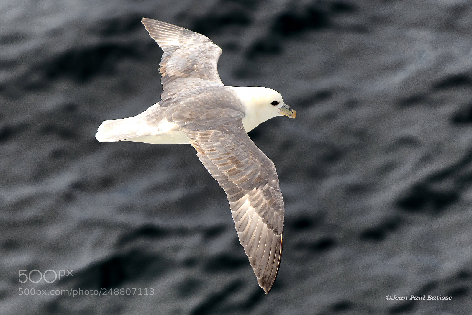 Nikon D800 sample photo. Fulmar photography